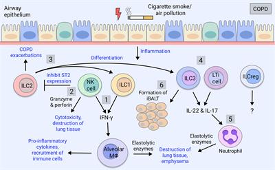 The Role of Innate Lymphoid Cells in Chronic Respiratory Diseases